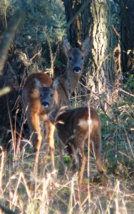 roe deer and calf
